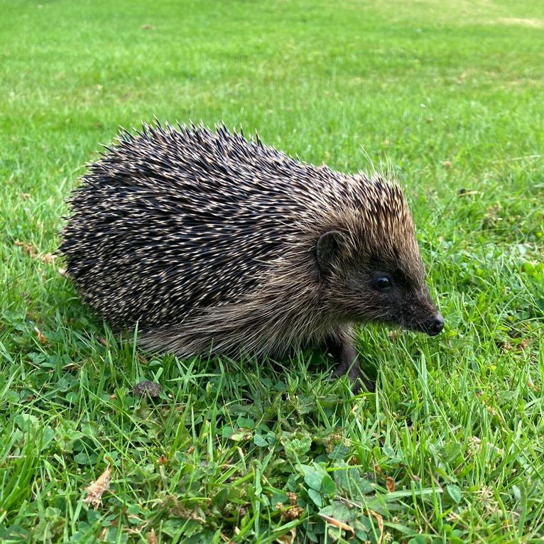 Hedgehog